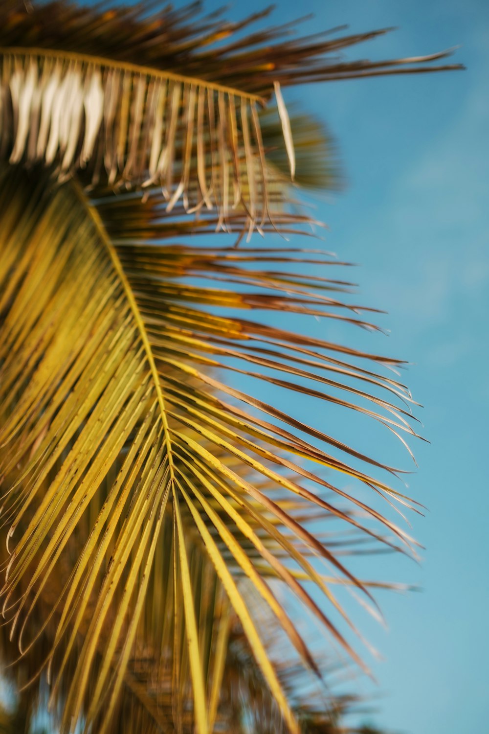 a close up of a palm tree with a blue sky in the background