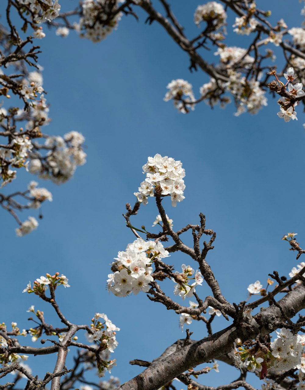 a tree with white flowers and a blue sky in the background