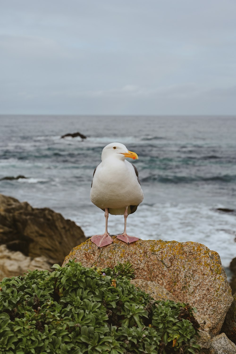 a seagull sitting on a rock near the ocean