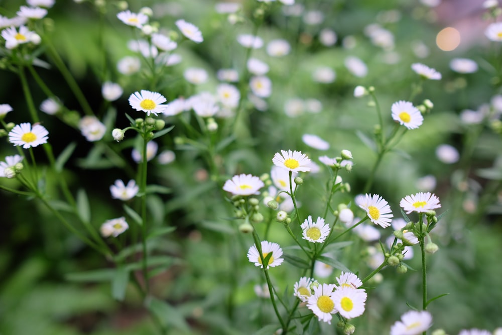 a field of white flowers with yellow centers