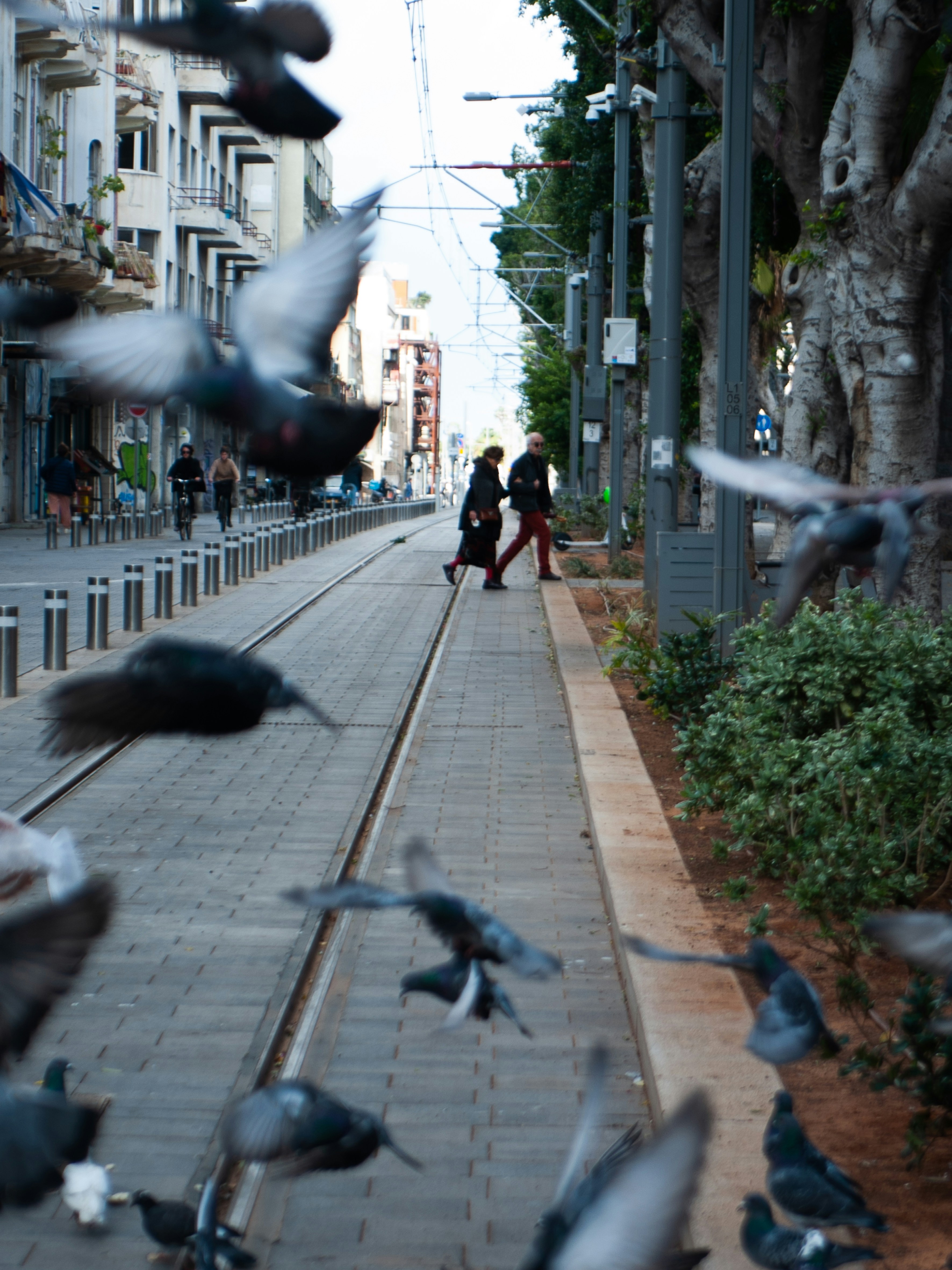 a flock of birds flying over a sidewalk