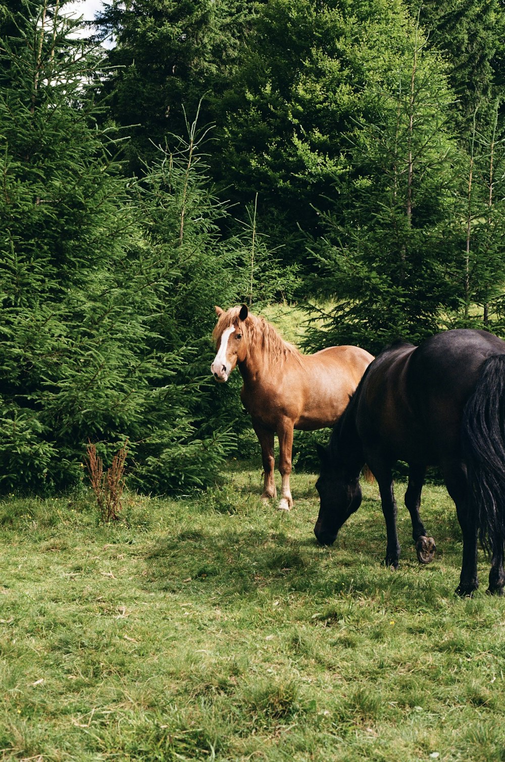 a couple of horses standing on top of a lush green field