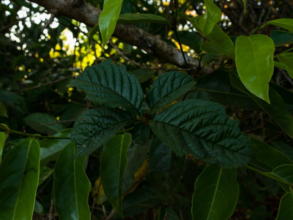 a close up of a leaf on a tree