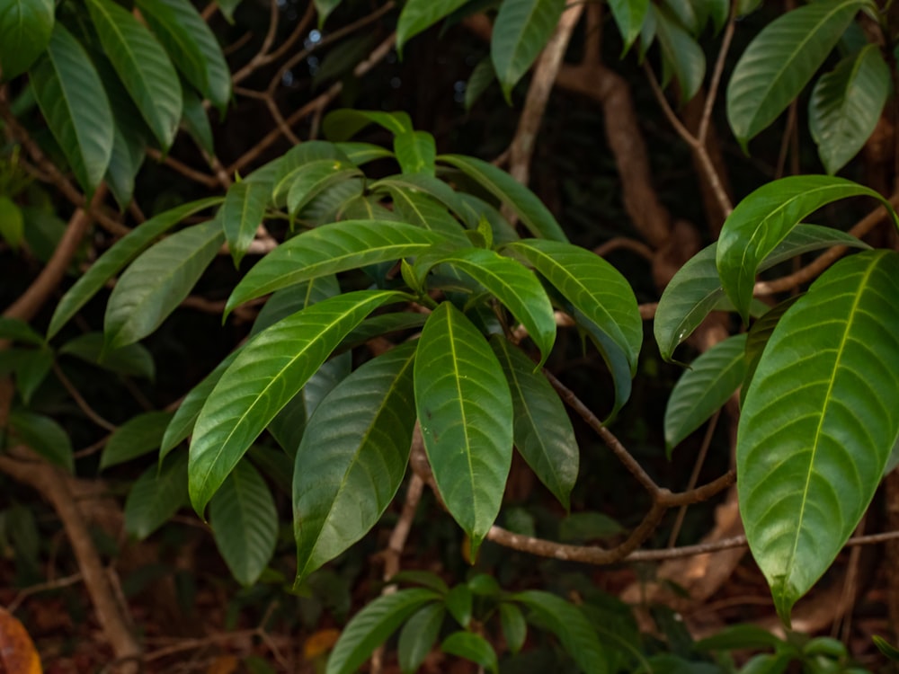 a close up of a green leafy tree