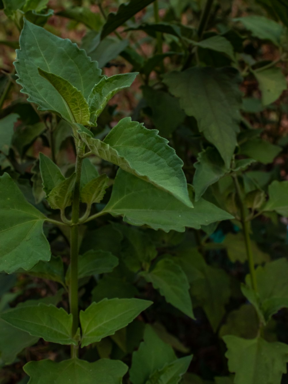 a close up of a green plant with leaves