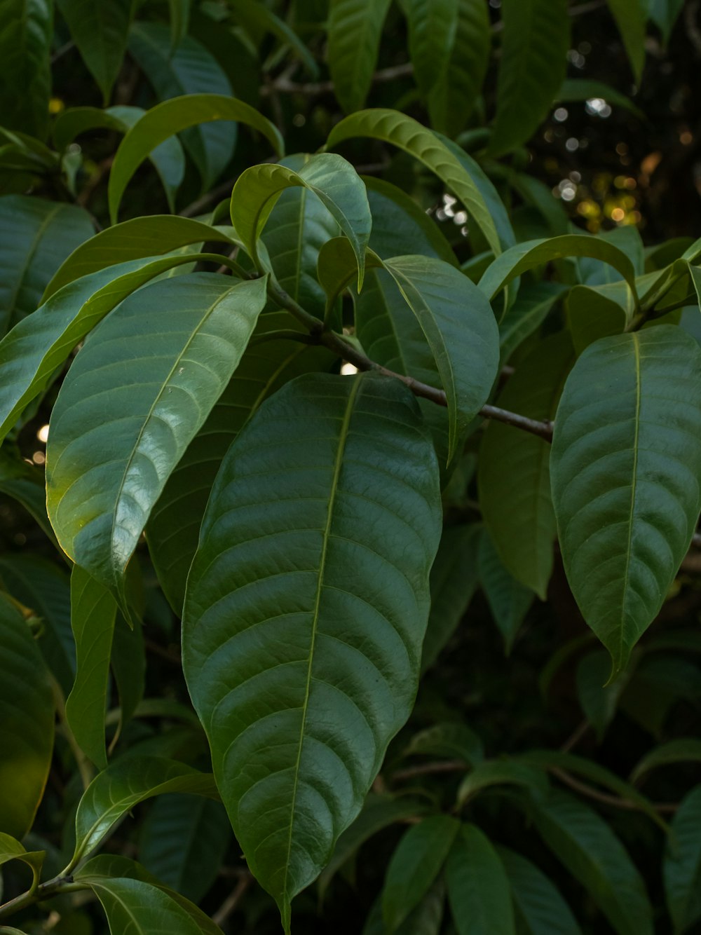 a close up of a green leafy tree