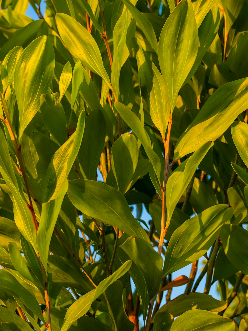 a close up of a green leafy tree