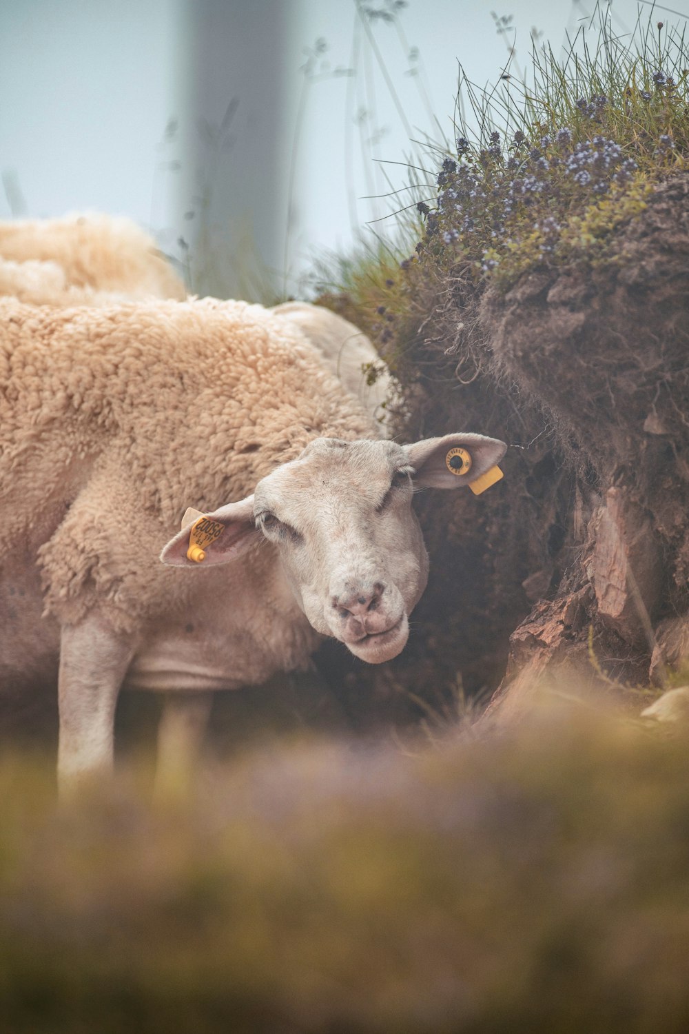 a couple of sheep standing next to each other