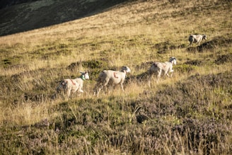 a herd of sheep walking across a grass covered hillside