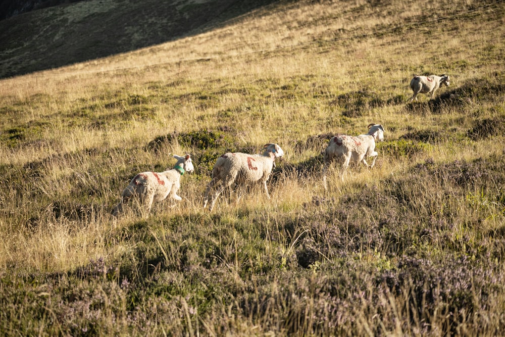 Un troupeau de moutons marchant sur une colline couverte d’herbe