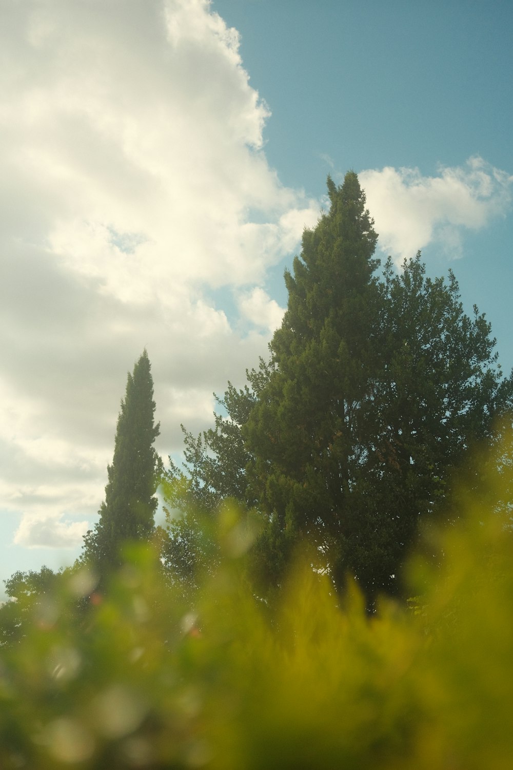 a view of some trees from the ground