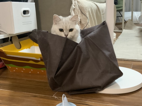 A white cat with bright eyes is partially hidden inside a crumpled brown paper bag. The cat appears curious as it peers out from the bag. Surrounding the cat are household items, including a large decorative box with colorful patterns and a textured beige throw on a couch, creating a cozy indoor environment.