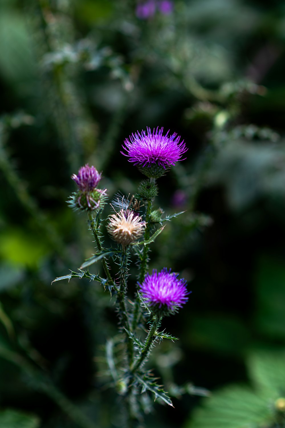 Un primo piano di un fiore viola con foglie sullo sfondo