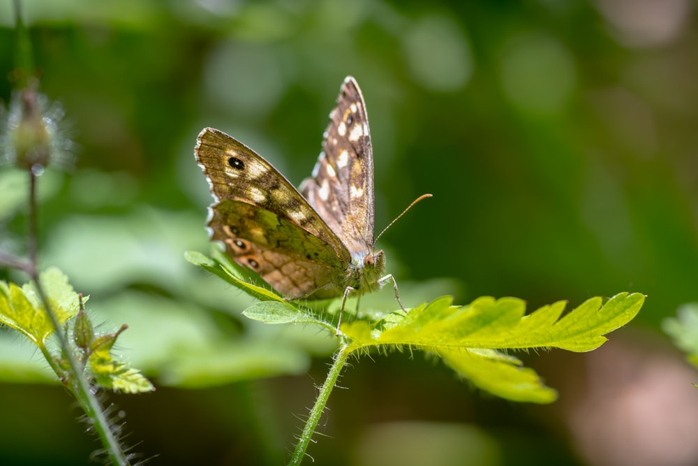 a brown and white butterfly sitting on a green leaf