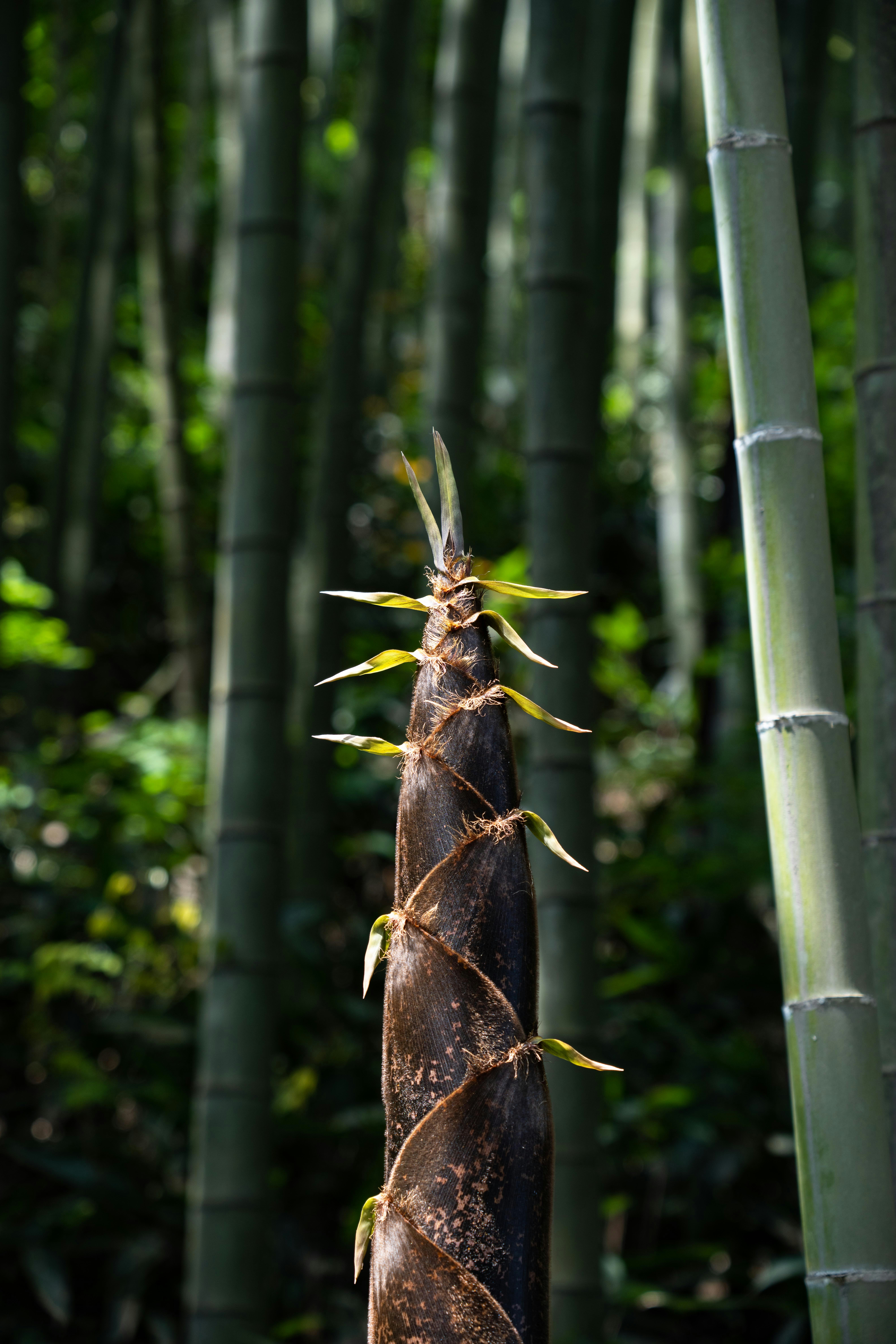a tall bamboo tree with lots of green leaves