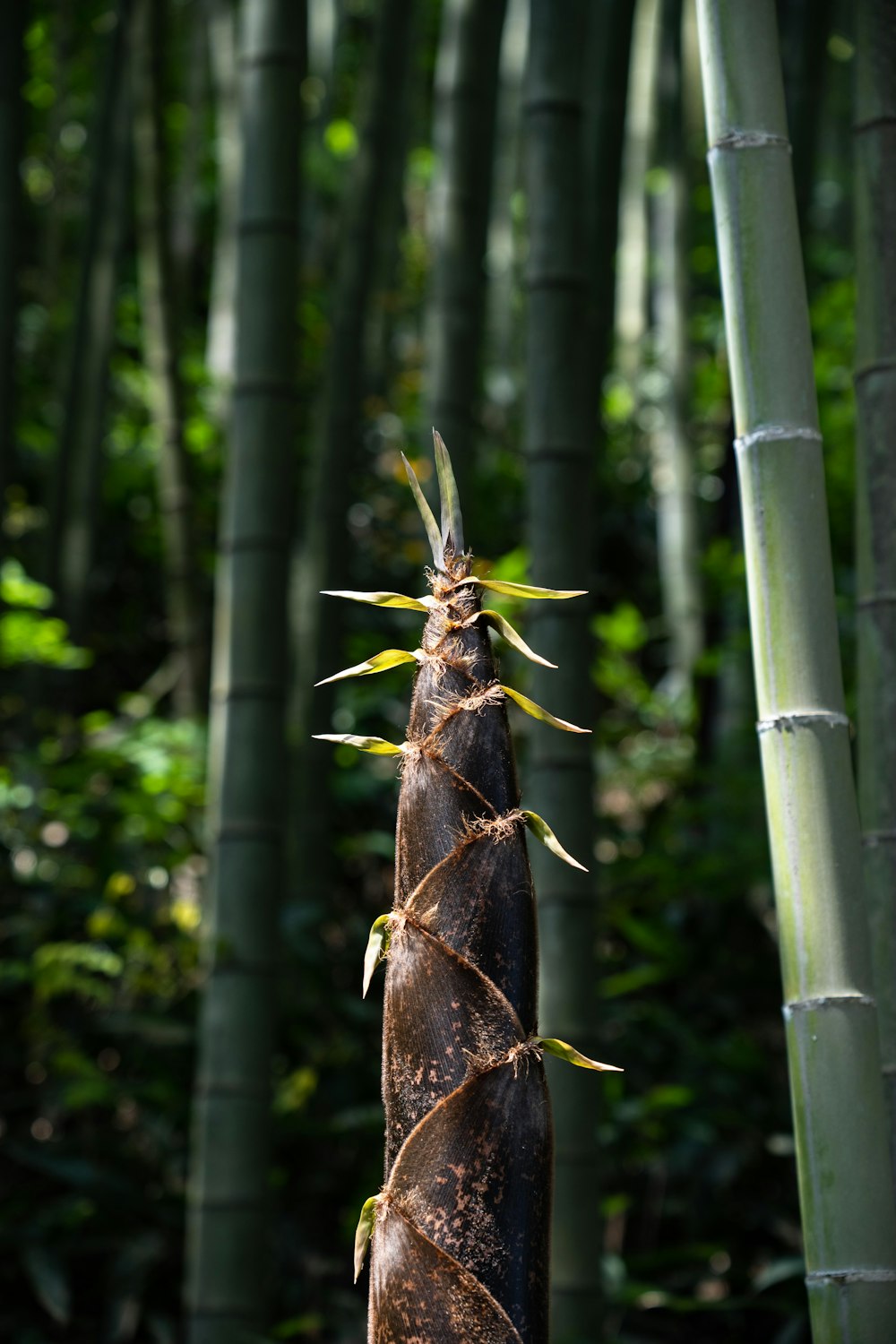 Un grand bambou avec beaucoup de feuilles vertes