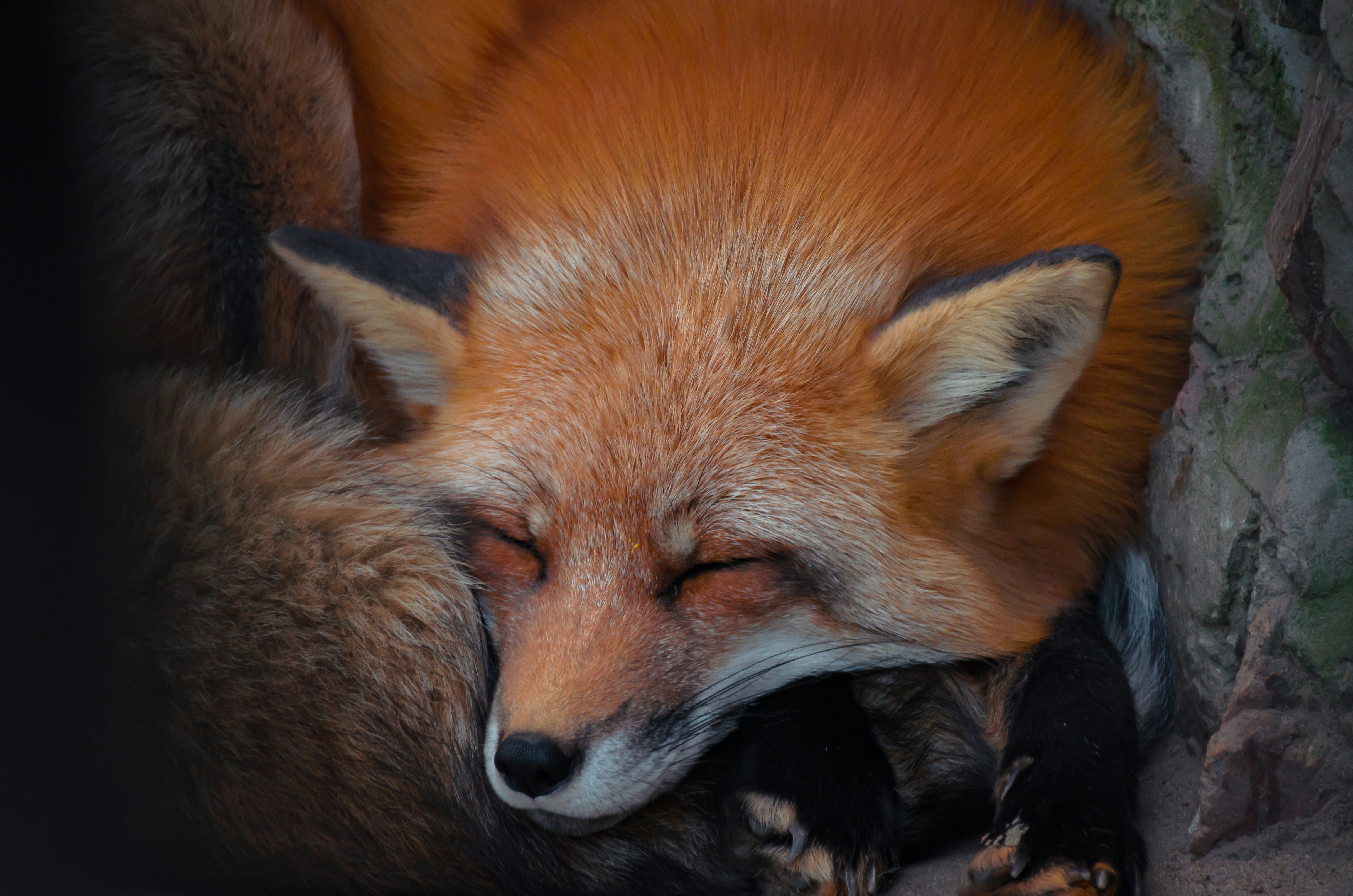 El Sueño Profundo de los Hurones