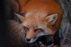 The Sleepy Fox