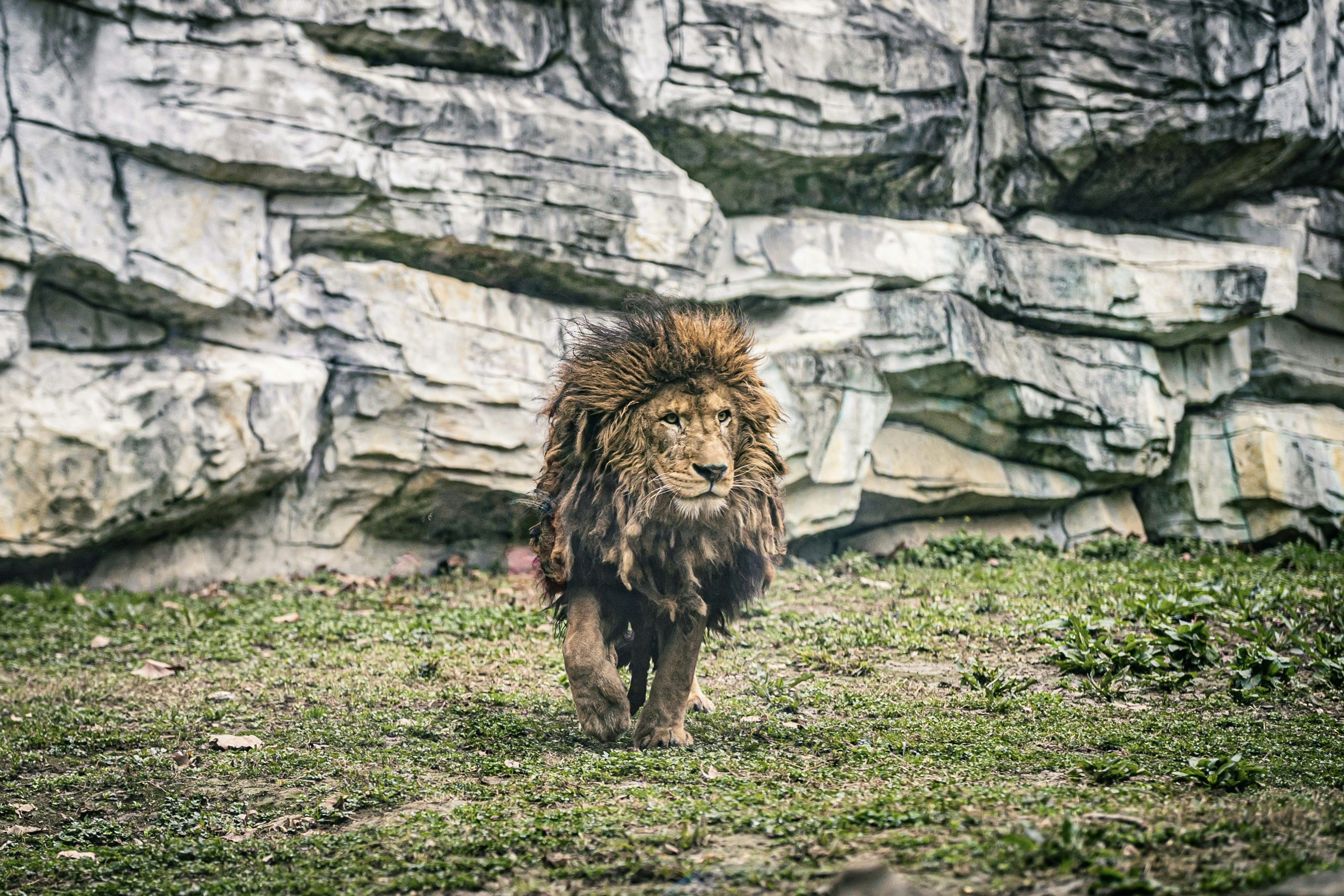 a lion walking through a grass covered field