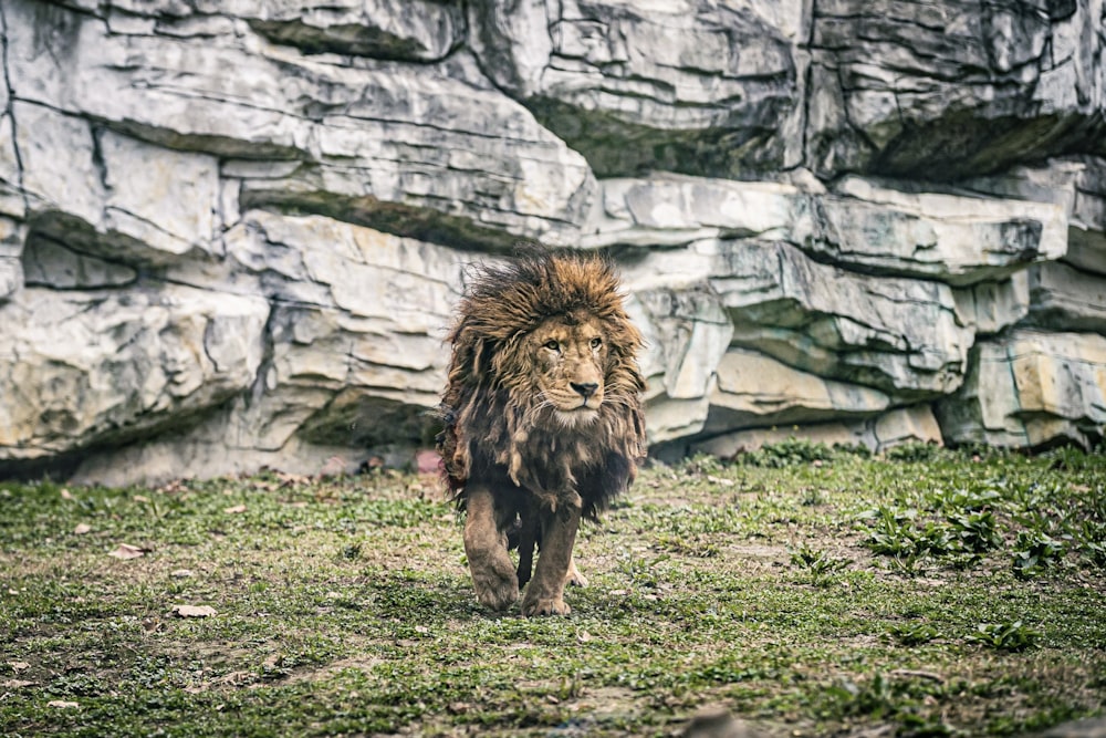 a lion walking through a grass covered field