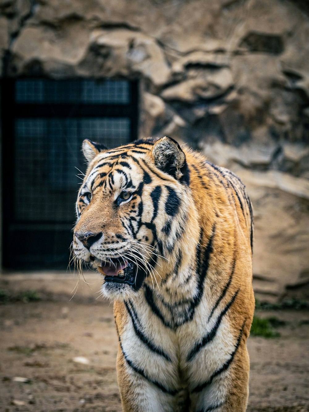 a tiger standing in front of a rock wall
