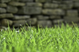 a field of green grass with a stone wall in the background