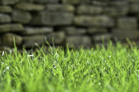 a field of green grass with a stone wall in the background