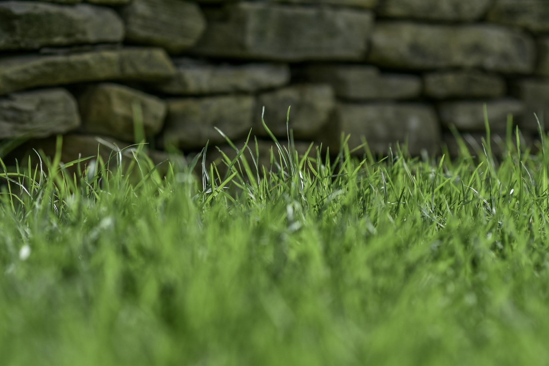 a close up of a grass field with a stone wall in the background