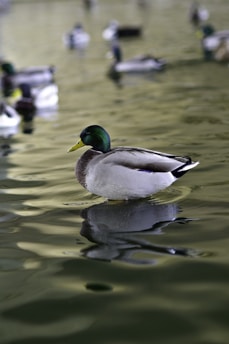 lonely duck