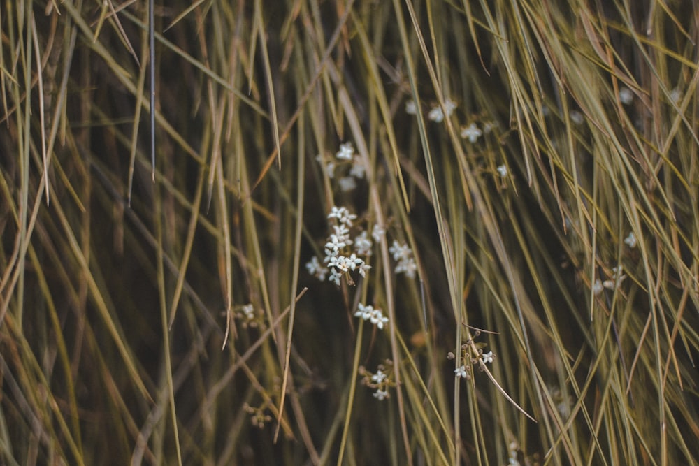 un mazzo di fiori bianchi seduti in cima a un campo coperto di erba