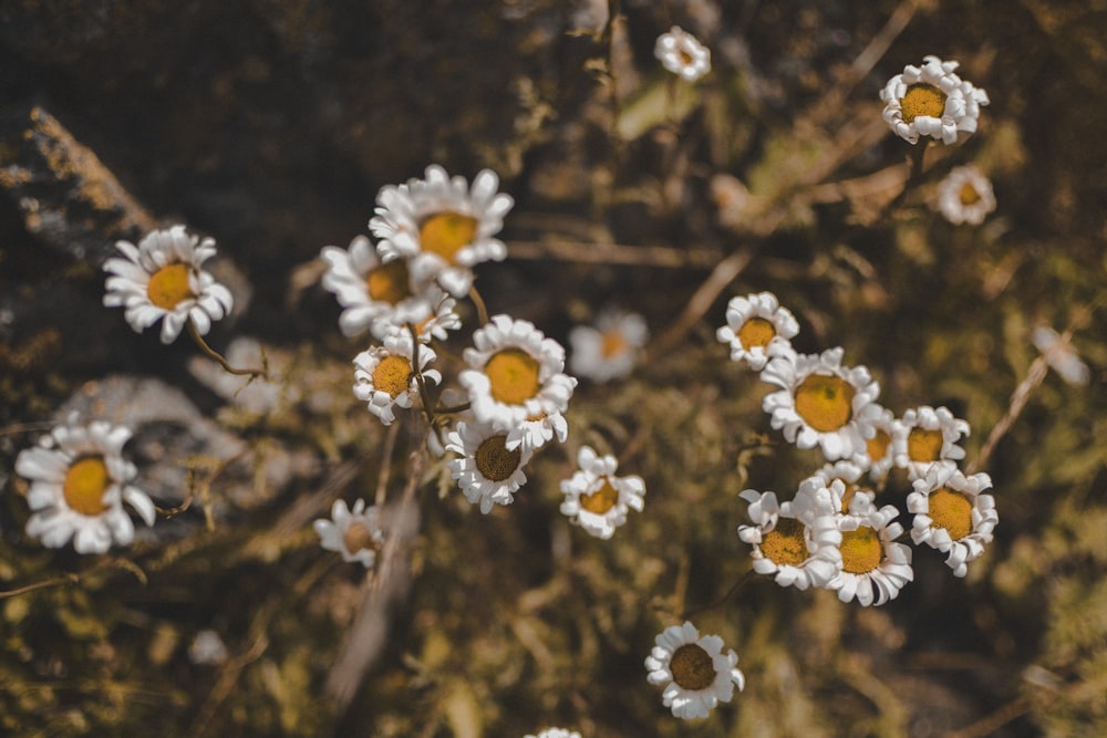 a bunch of white flowers with yellow centers