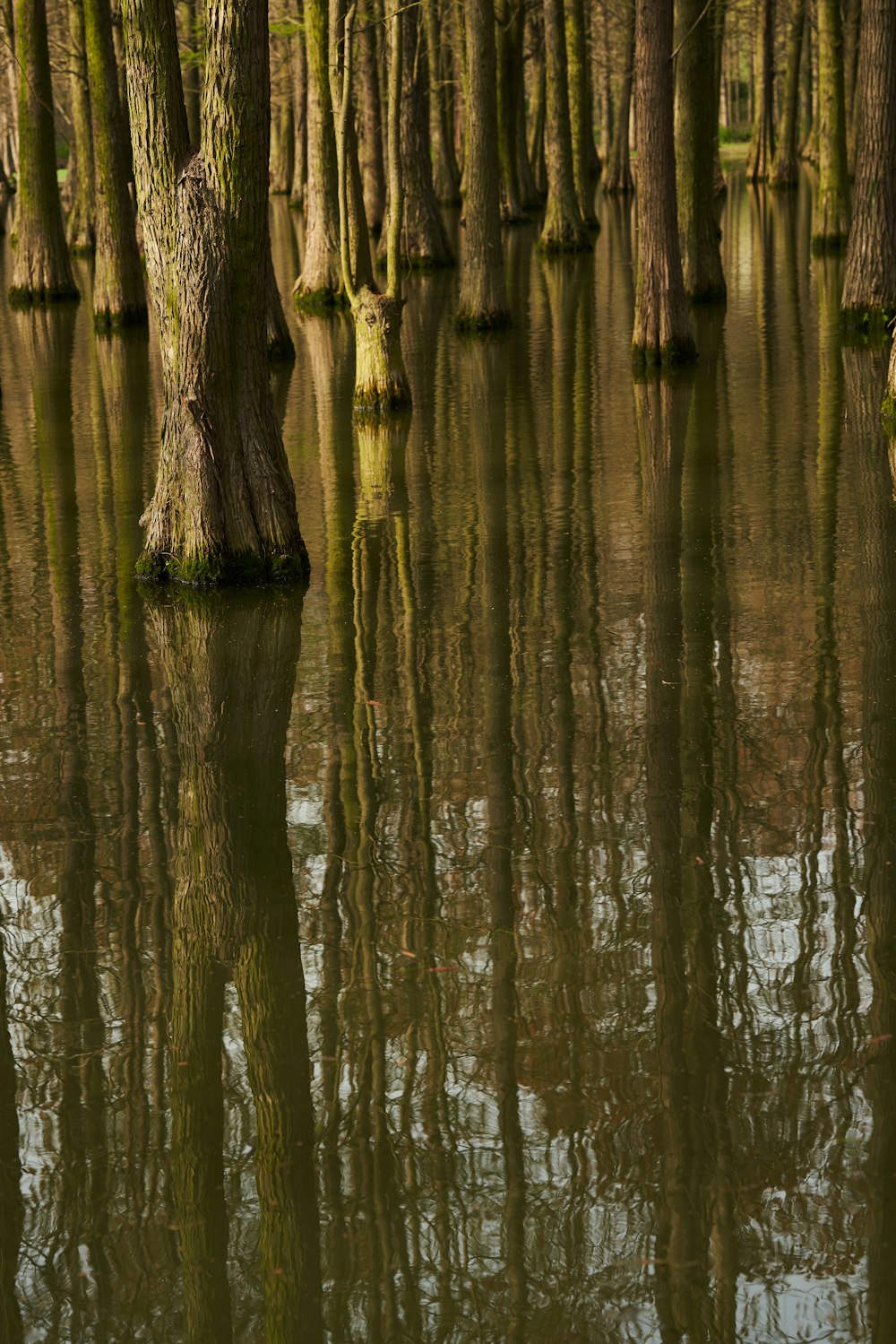 um grupo de árvores que estão na água