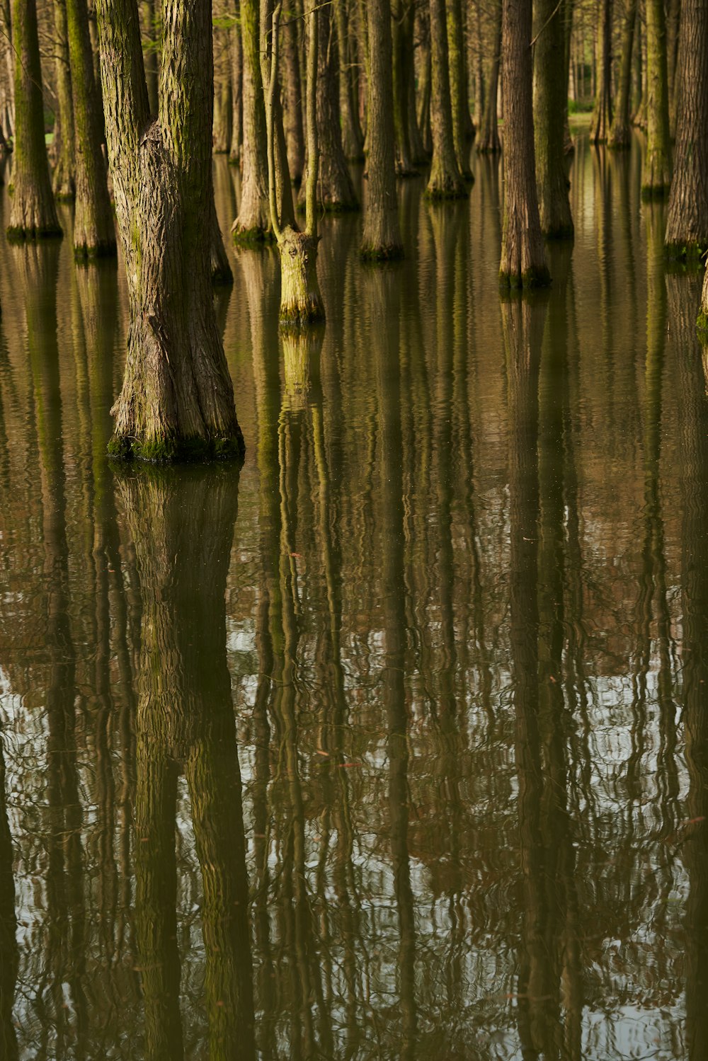 un gruppo di alberi che sono nell'acqua