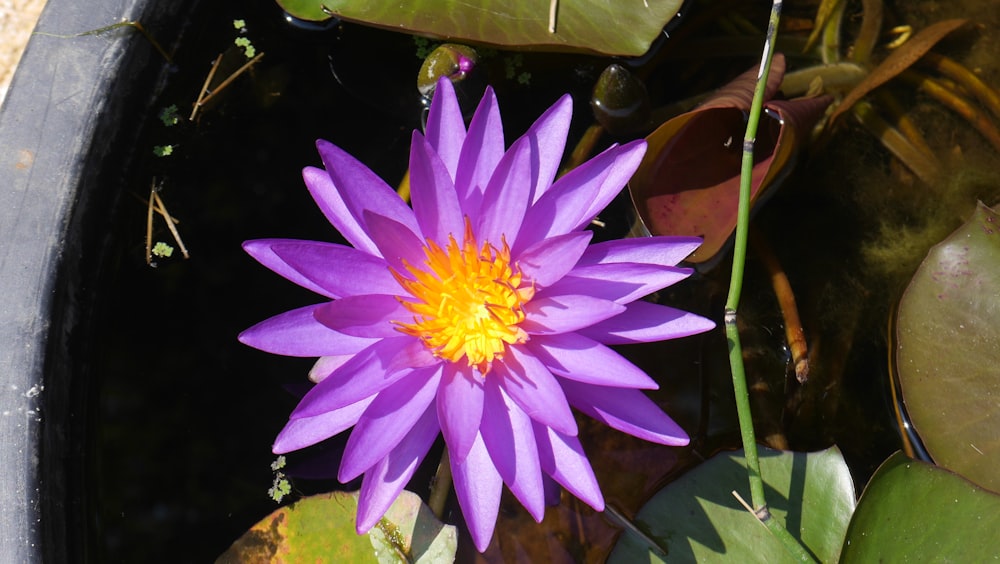 a purple flower sitting in a pond of water