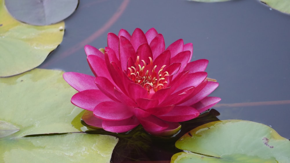 a pink water lily in a pond with lily pads