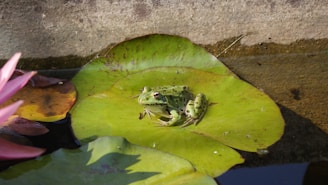 A cheerful green frog sitting on a lily pad with a friendly smile under a bright blue sky.