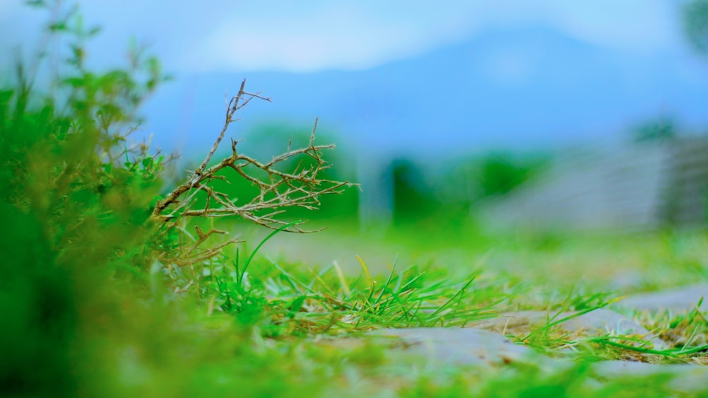 a close up of a plant in the grass