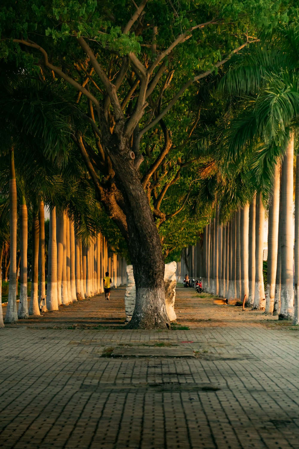 a row of palm trees on a brick walkway