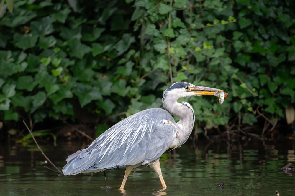 a bird with a fish in it's mouth standing in the water