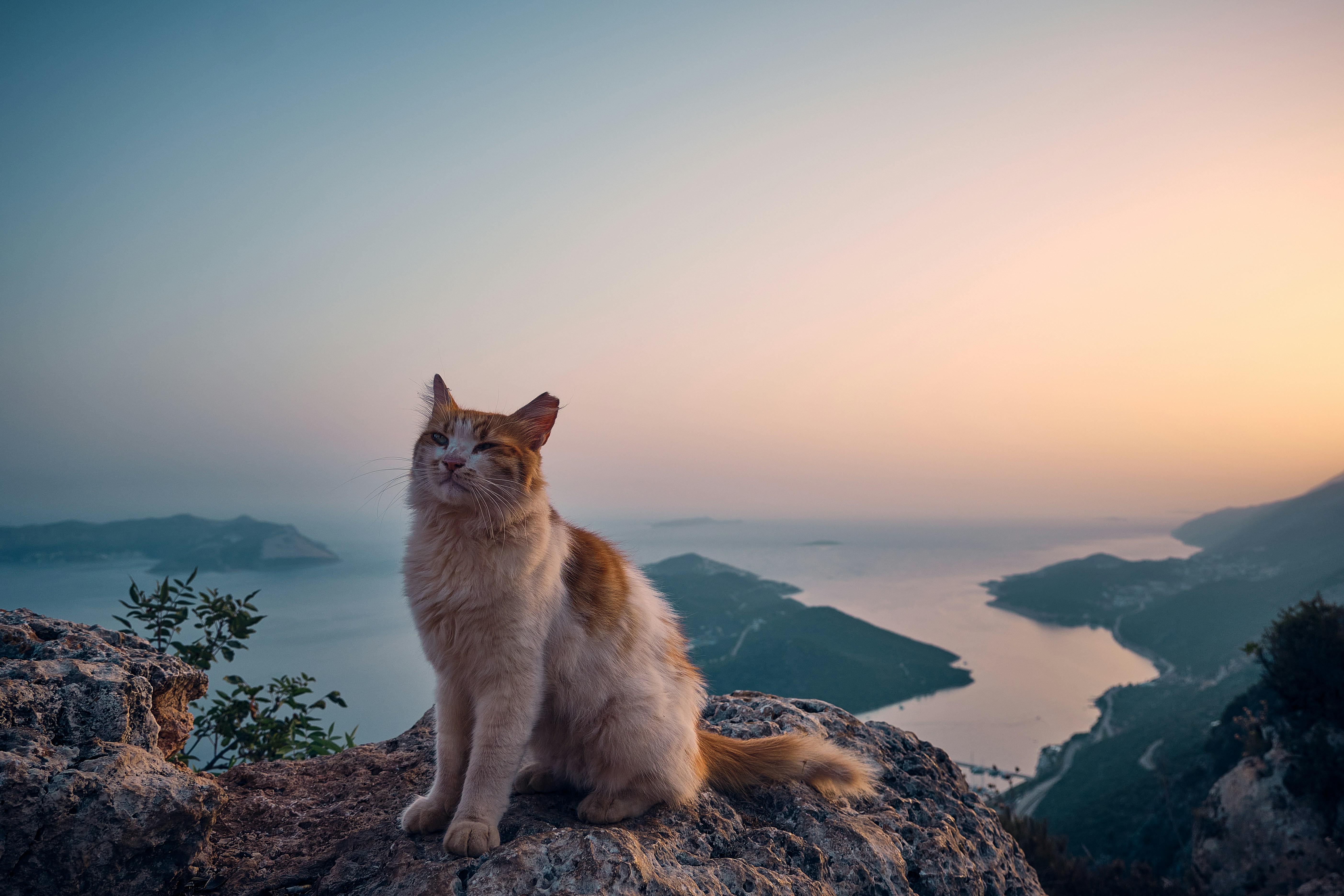 a cat sitting on top of a large rock
