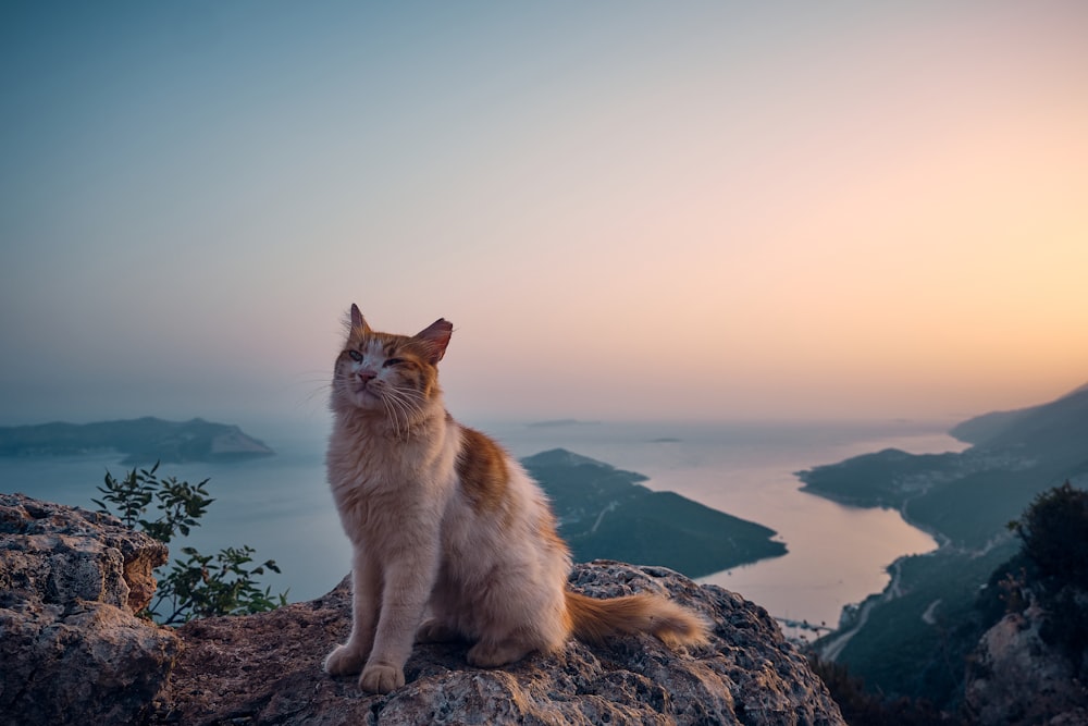 a cat sitting on top of a large rock