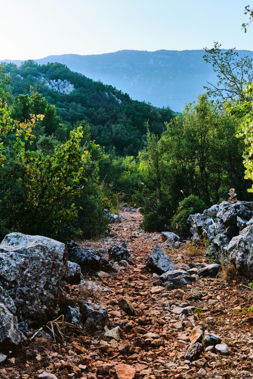 a rocky path in the middle of a forest