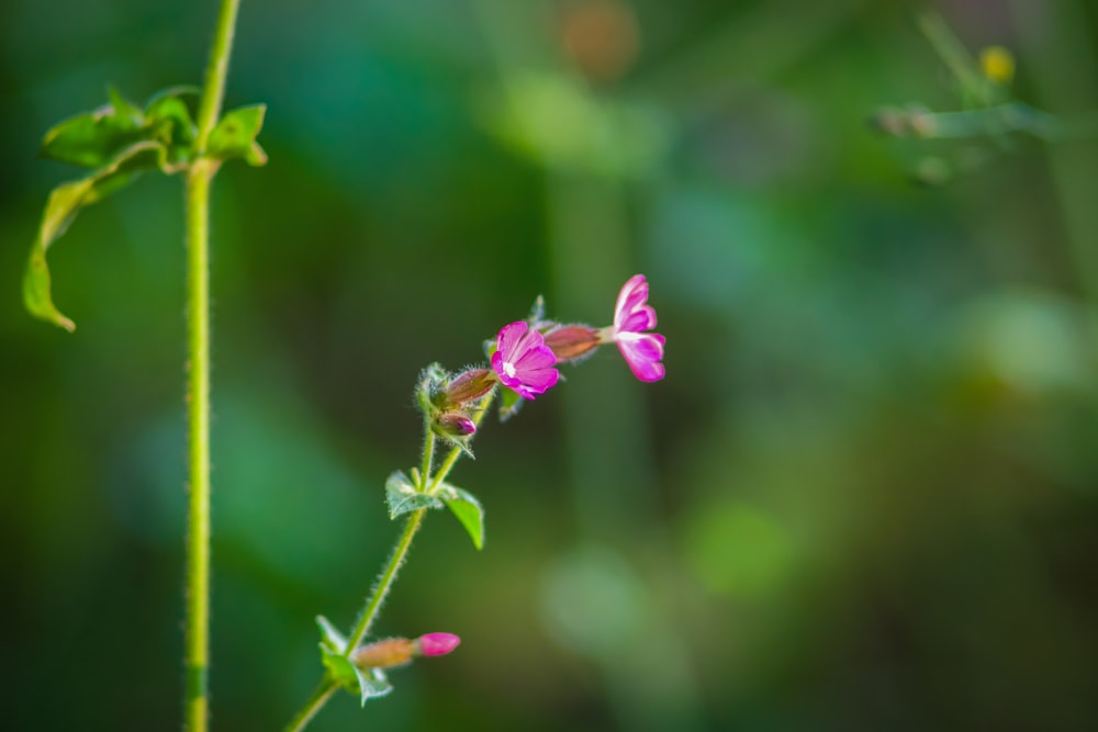 a small pink flower with green leaves in the background