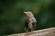 a small bird perched on a tree branch
