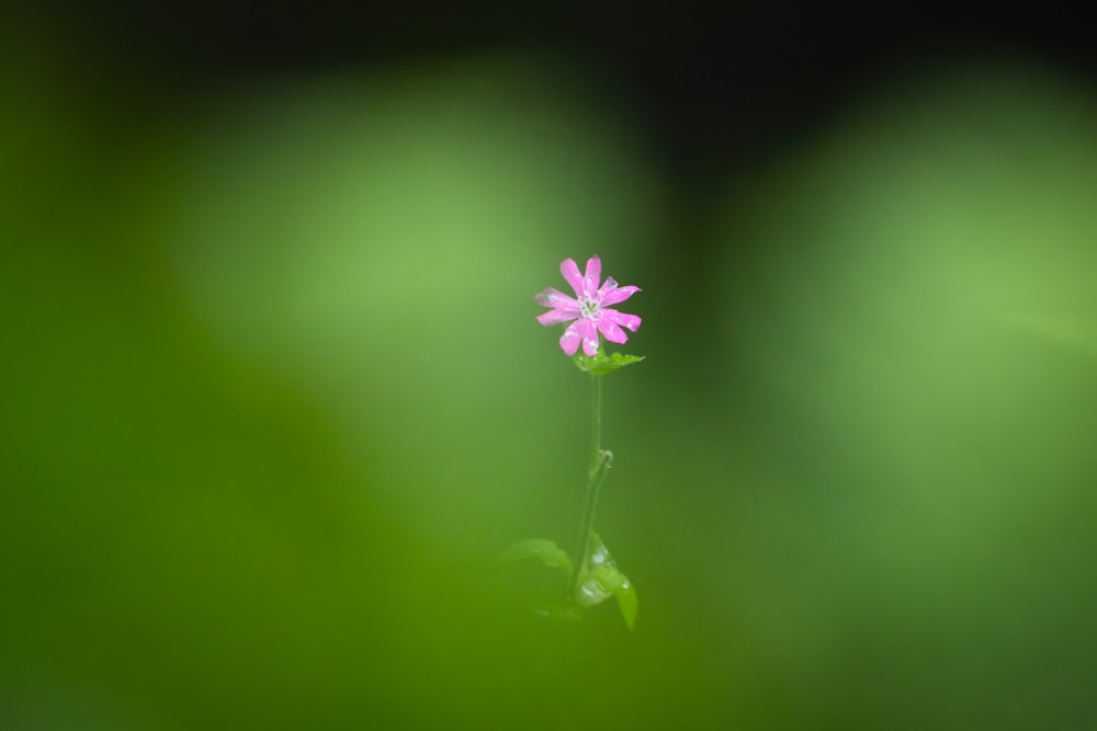 a single pink flower sitting on top of a green plant