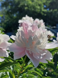 A close-up photo of a blooming pink peony with delicate petals in soft natural light.