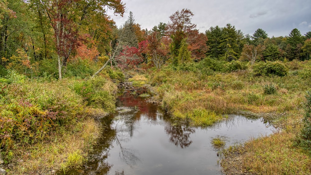 a small stream running through a lush green forest