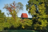 A small red barn sits on a grassy hill, surrounded by lush green and partially autumn-toned trees. The sunlight casts a gentle golden hue, creating a serene natural scene.