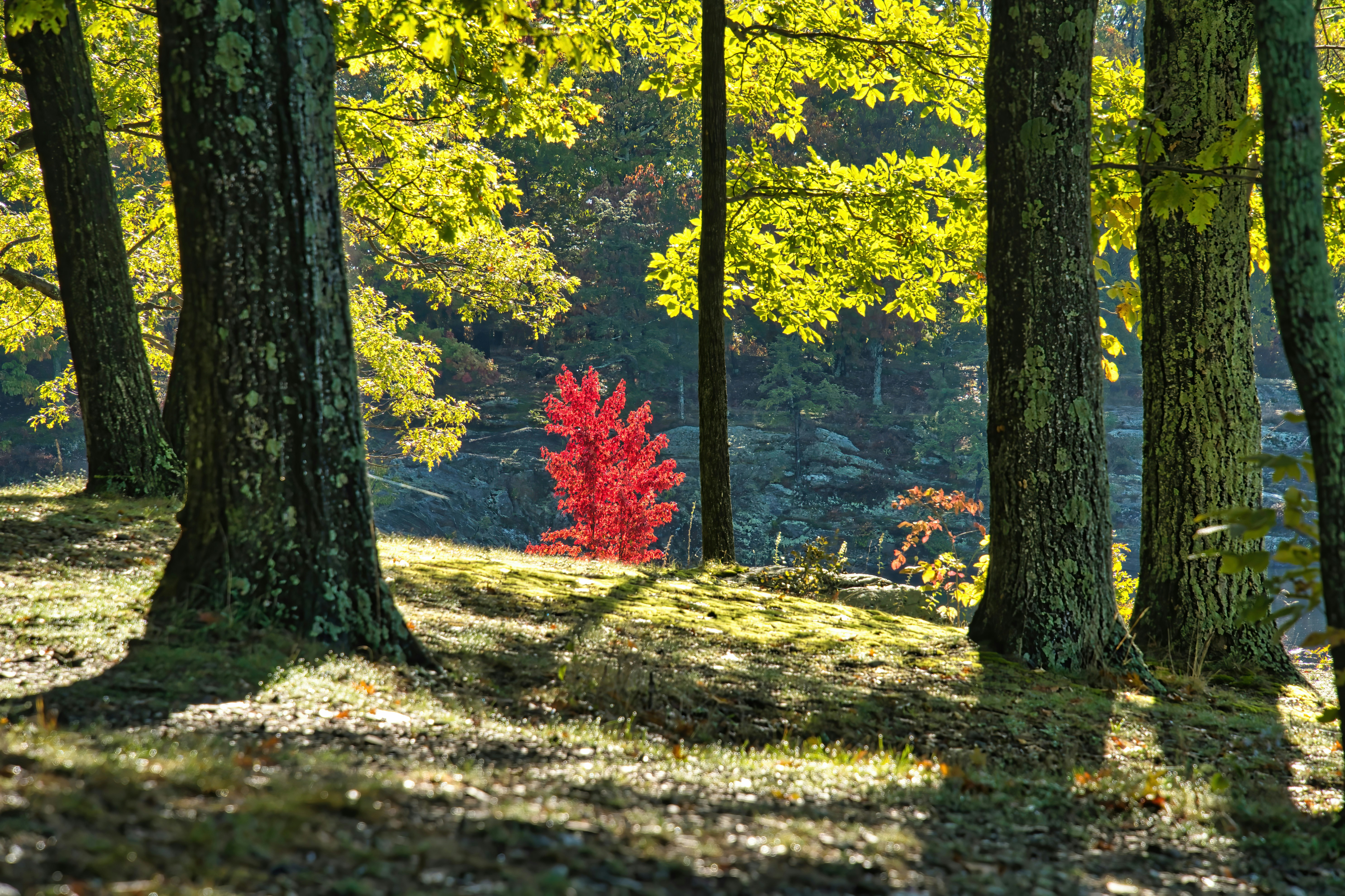 A red tree in the middle of a forest photo – Free Leaf Image on Unsplash