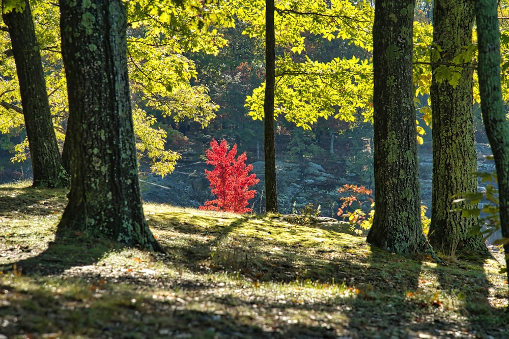 a red tree in the middle of a forest